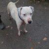 BLANCO - 4 anni (nato indicativamente a Gennaio del 2021)  - Simil Dogo Argentino  - Taglia: Media   Foto 6